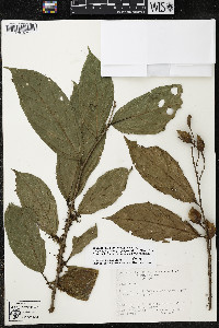 Quararibea yunckeri image