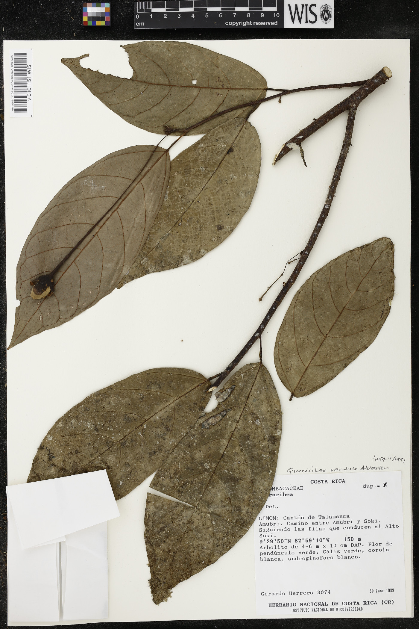 Quararibea pendula image