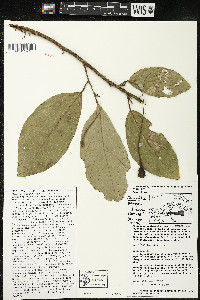 Quararibea pendula image