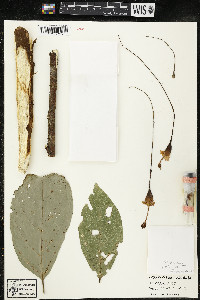 Quararibea pendula image