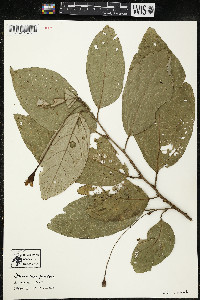 Quararibea pendula image