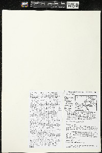 Quararibea pendula image