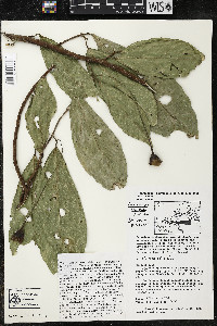 Quararibea pendula image