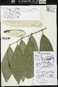 Quararibea pendula image