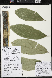 Quararibea pendula image