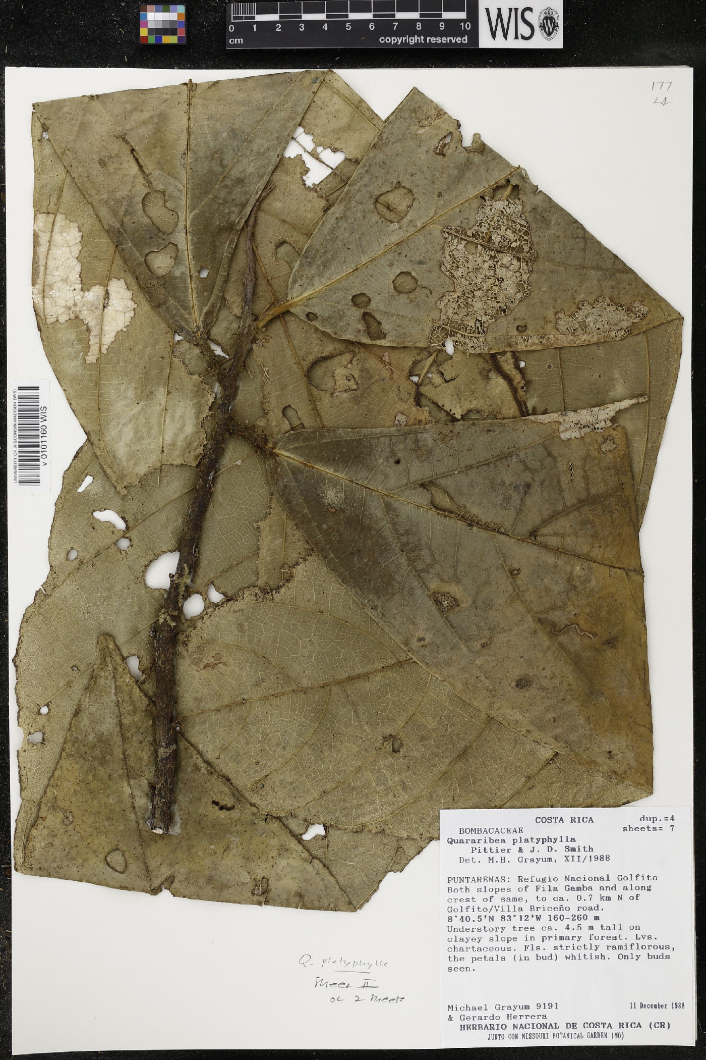 Quararibea platyphylla image
