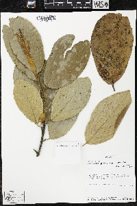 Quararibea pterocalyx image