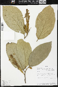Quararibea pterocalyx image