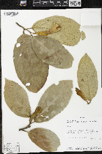 Quararibea pterocalyx image