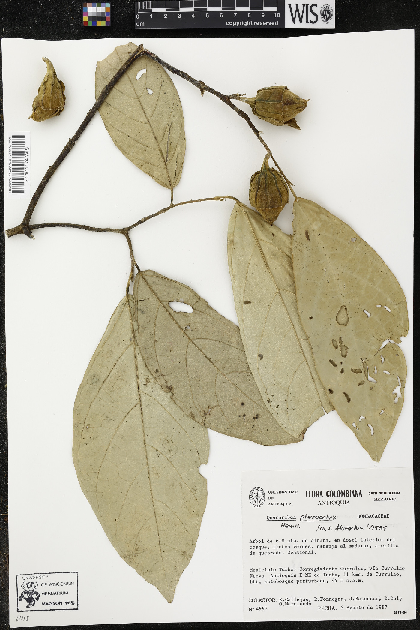 Quararibea pterocalyx image