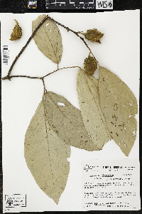 Quararibea pterocalyx image