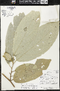 Quararibea pterocalyx image