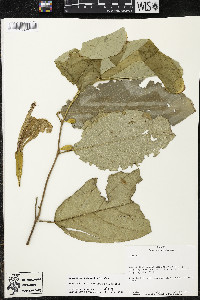 Quararibea pterocalyx image