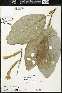 Quararibea pterocalyx image