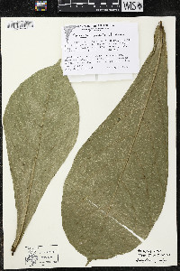 Quararibea pumila image