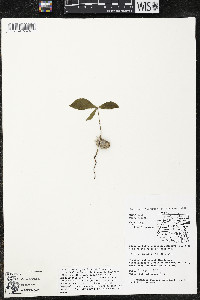 Quararibea pumila image