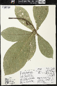 Quararibea pumila image