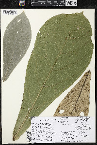 Quararibea pumila image