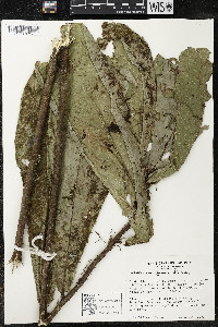 Quararibea pumila image