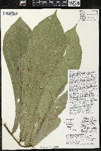 Quararibea pumila image