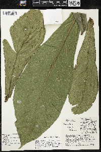 Quararibea pumila image