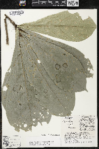 Quararibea pumila image