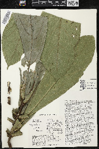 Quararibea pumila image