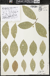 Quararibea santaritensis image