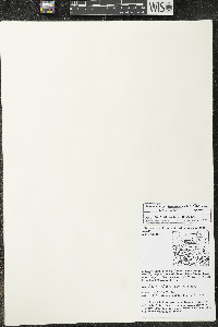 Quararibea santaritensis image