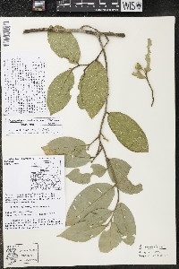 Quararibea santaritensis image