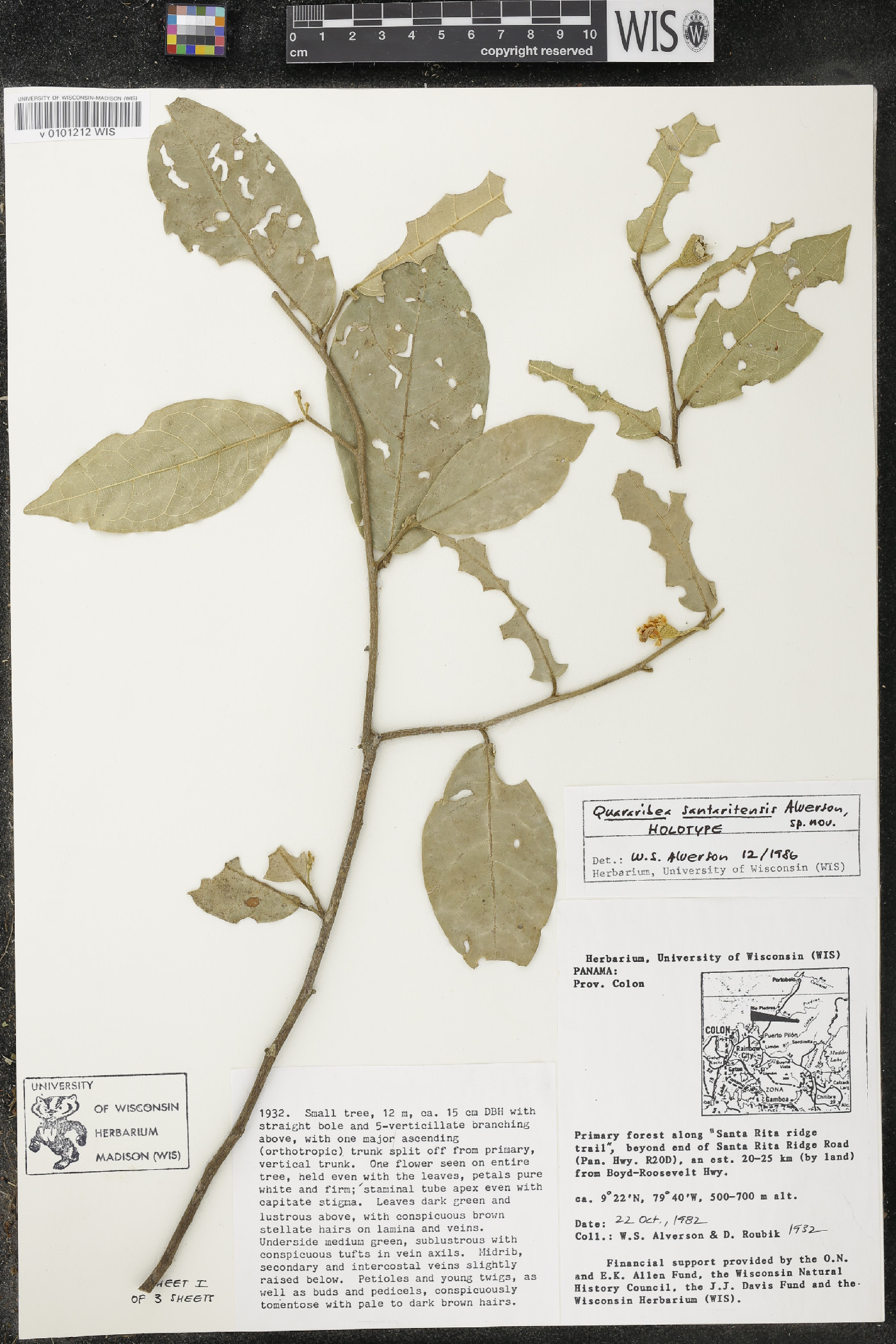 Quararibea santaritensis image