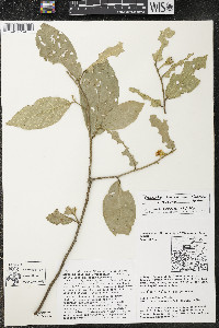 Media resource of Quararibea santaritensis