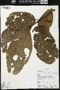Quararibea wittii image