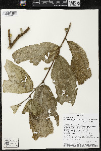 Quararibea wittii image