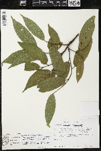 Quararibea yunckeri image