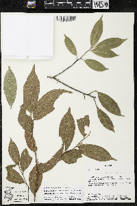 Quararibea yunckeri image