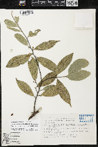 Quararibea yunckeri image