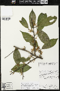 Quararibea yunckeri image