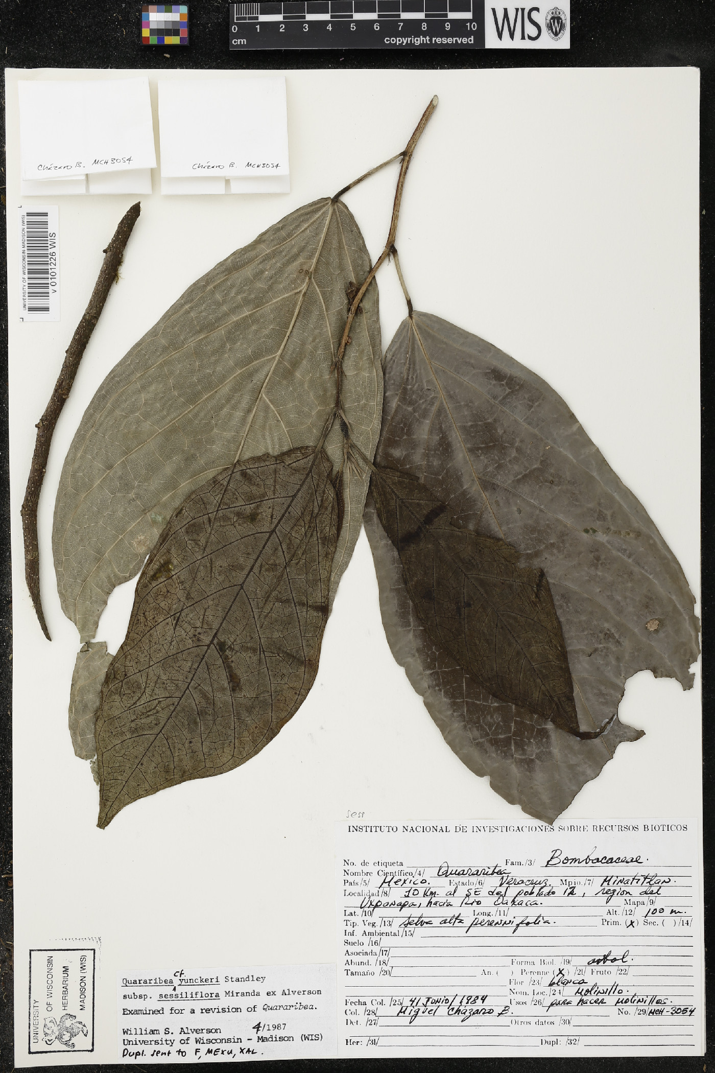 Quararibea yunckeri subsp. sessiliflora image