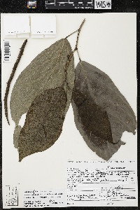 Quararibea yunckeri image