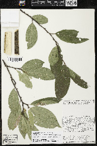 Quararibea yunckeri image