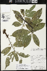 Quararibea yunckeri image