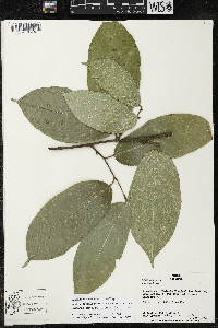 Quararibea yunckeri image