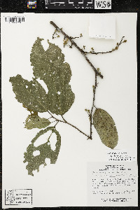 Quararibea yunckeri image