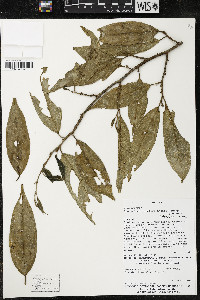 Quararibea yunckeri image