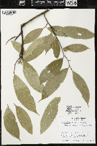 Quararibea yunckeri image