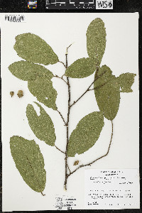 Quararibea yunckeri image