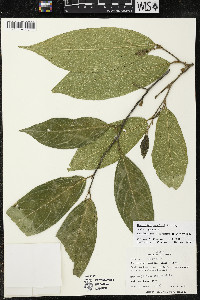Quararibea yunckeri image