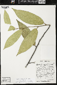 Quararibea yunckeri image