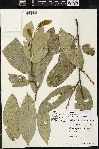 Quararibea yunckeri image